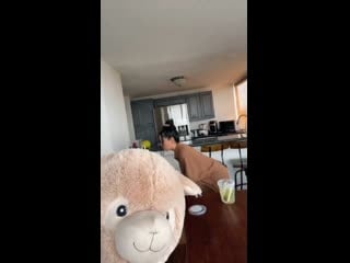 🦙paca always looking for trouble👿