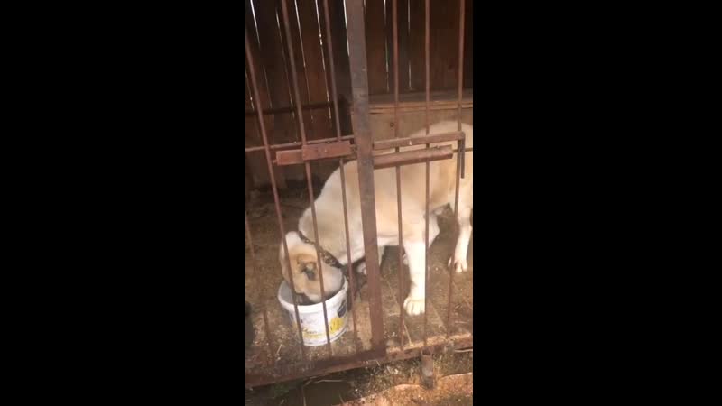 Тахир, ракша, соня