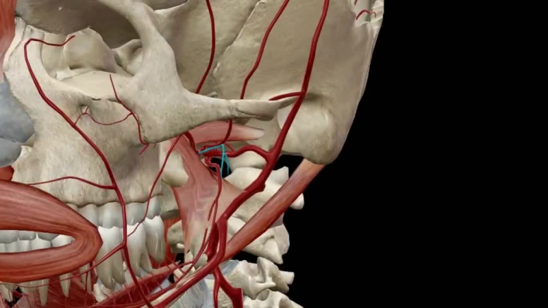 Верхнечелюстная артерия анатомия 3 d