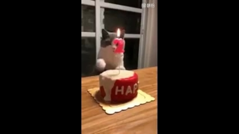 Котан задувает свечку