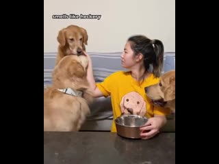 Is that her preparing and fattening up her doggos to eat them?