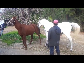 ★★★ arab white stallion horse mating (horsebreeders) ★★★