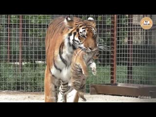 Тигрица скарлетт снова принесла показать малыша! тайган tigress scarlett again b