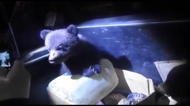 Полицейские приютили брошенных медвежат на ночлег