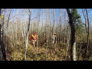 Northwoods woodcock hunting