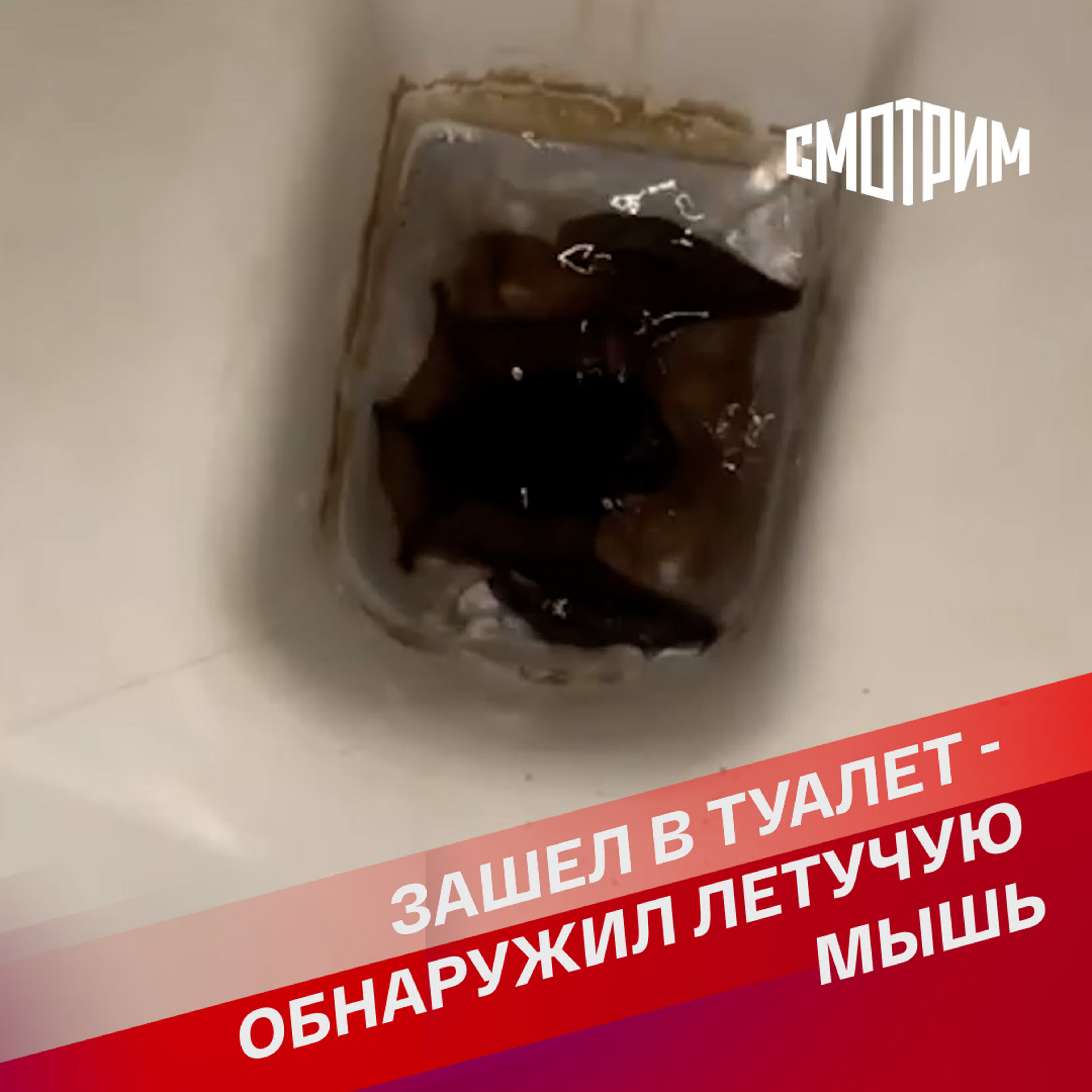 Зашел в туалет обнаружил летучую мышь watch online