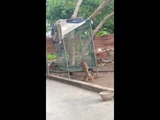 Годзилла против конга (vhs video)