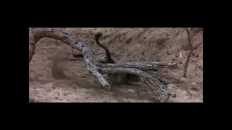 Когда созревают плоды марупы