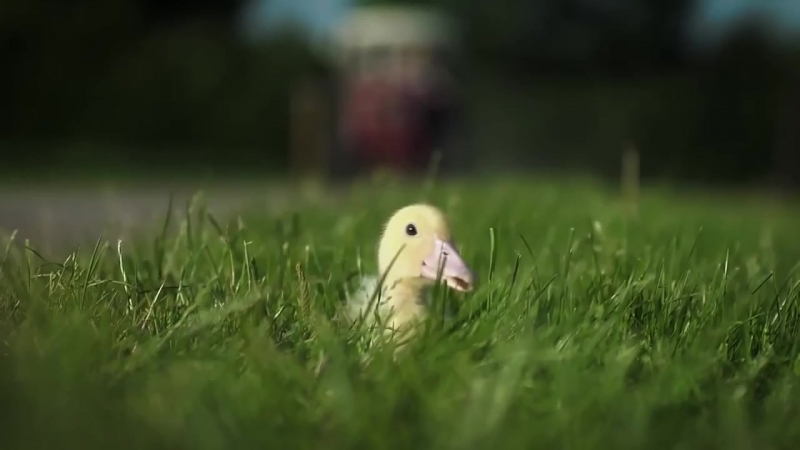 Heidis küken das kleine küken piept. Das kleine Küken piept голые в масках птиц.