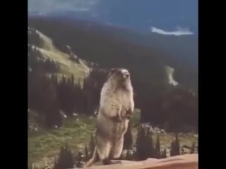 Screaming marmot (орущий сурок) (2)