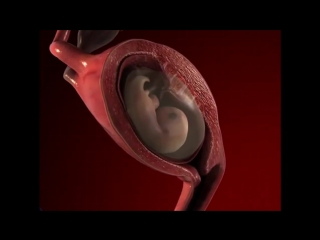 How baby grow during pregnancy pregnancy development