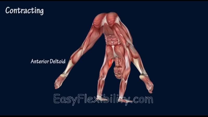 Press porn video – Sls how to press handstand tutorial progression muscle animation easyflexibility