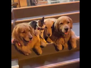 Three golden retrievers and cat love to snuggle up