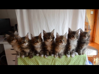 Kittens born april 10, 2014 gc triskel naomi sun x gc celtic cats helios of triskeltriskelvideo33