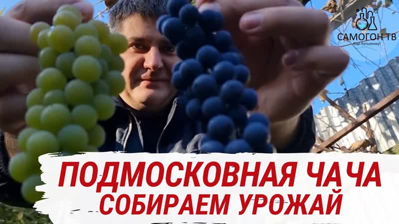 Подмосковная чача и вино! собрали виноград в подмосковье и поставили 150 л браги! (live) часть 1