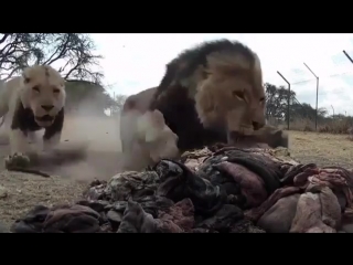 Голодные львы😐