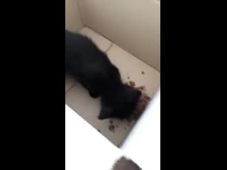 He saw a little cat shivering from the cold and looking for food he got it home and fed it listen to it purr