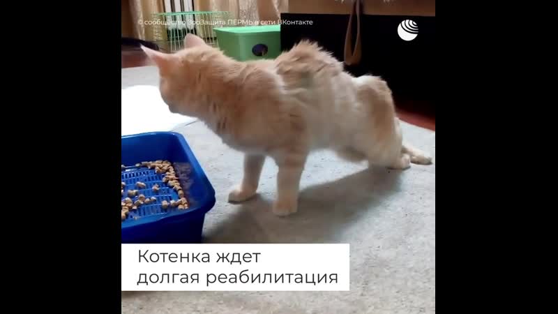 Живодеры выпустили 9 пуль в беззащитного котенка