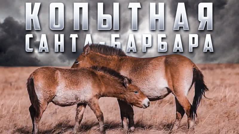 Копытная санта барбара