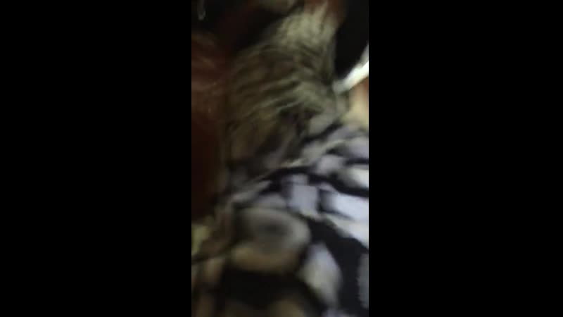 Aunt porn video – My mom, aunt, and two little cousins flew from the us to china to surprise my grandma human tippy tappys to the max (sorry for