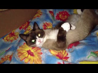 My love snowshoe cat chizh