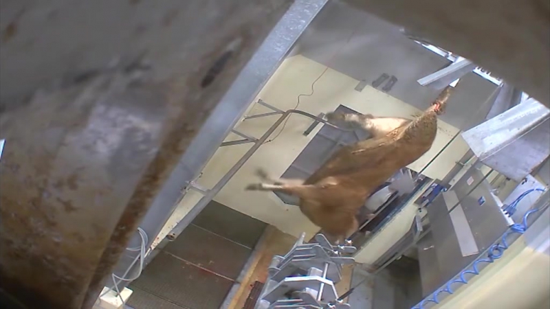 Зоозащитники добились закрытия скотобойни во франции из за скандального видео