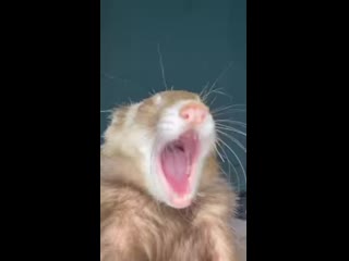 Ferret, and your are yawning