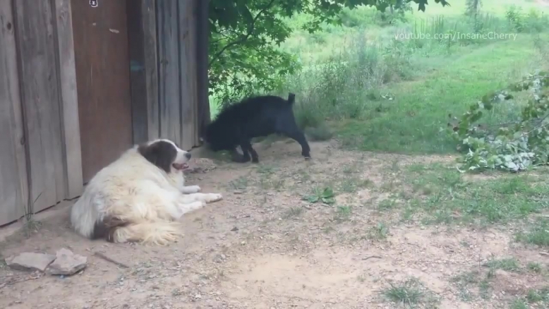 Rammstein du hast (porn cover)