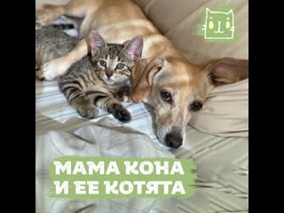 Молодые кона и ее секс котята