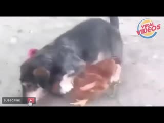 ✅omg dogs mating with other porn ca(480p) mp4