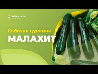 Кабачок цуккини малахит