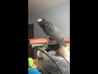 African grey mimics the okay google noise