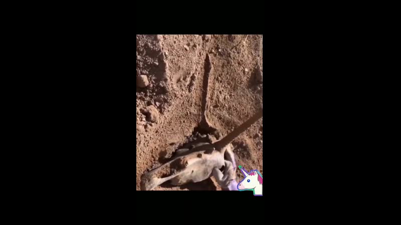 Они правда были? археология