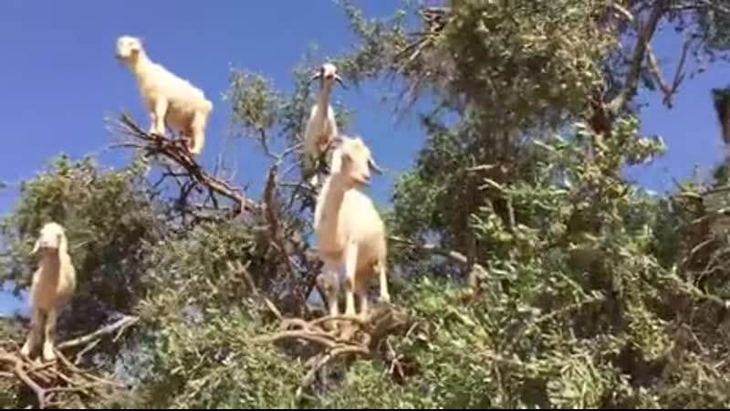 Козлы уже созрели