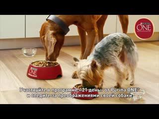 Purina one dog 6 v6 pre