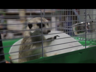 Ветеринары серия 6