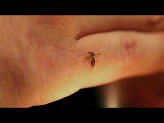 [bill acheson] mosquito porn