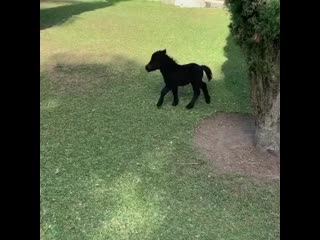 Horseriders club 20200226 8 mp4