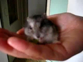 Моя хома ест огурец