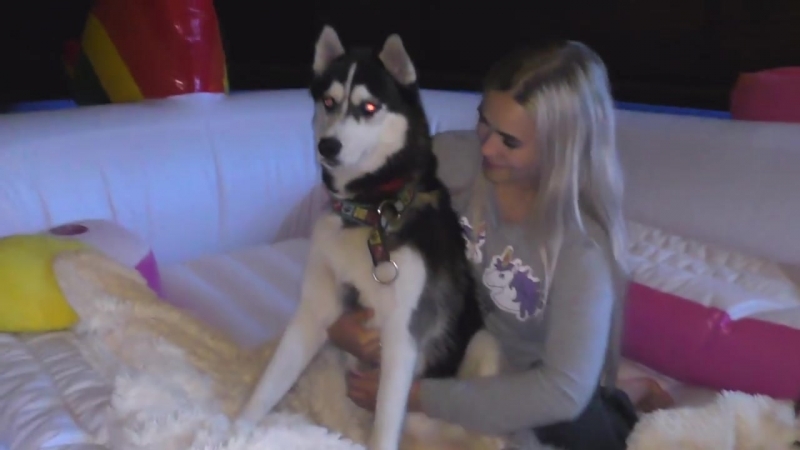 [diana di porn] посадила хаски в гигантского надувного единорога! первое знакомство молодые луны и большого единорога
