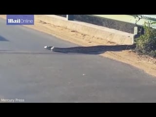 Huge python brings traffic to standstill as it crosses the road