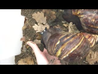 Biggest snail ever! (archachatina marginata ovum)