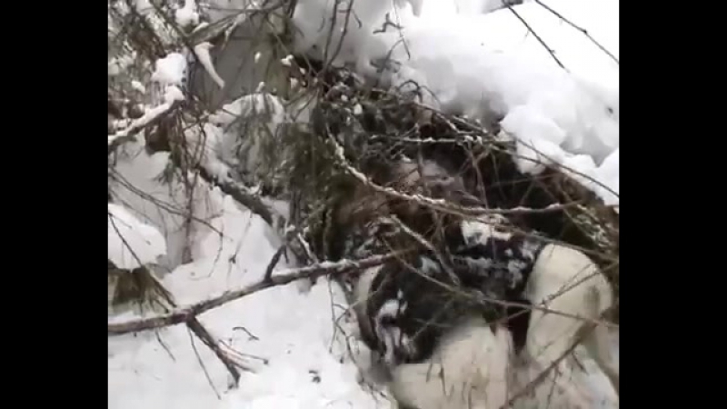 Dogo argentino and hogs