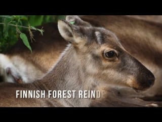 Amazing reindeer subspecies porn kingdom