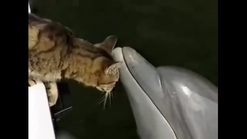 Котейка и дельфин
