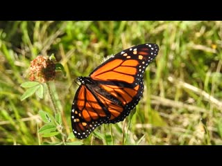 Данаида монарх, странствующий монарх (danaus plexippus)