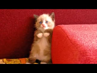 The cute kitten breed "snowshoe" terrified of a vacuum сeaner