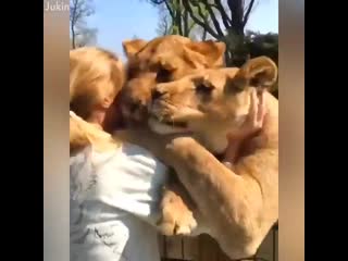 Gargantuan lionesses adore ‘mom’