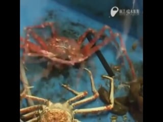 Превращения в природе