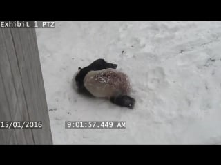 Toronto zoos playful panda in the snow